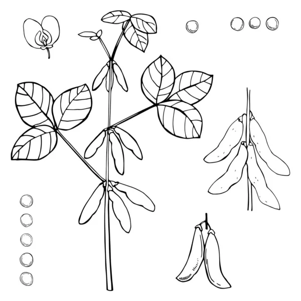 在白色背景上手绘大豆植物 矢量草图说明 — 图库矢量图片