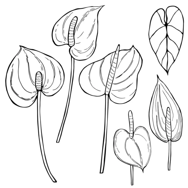 Flores Tropicais Desenhadas Mão Anthurium Vector Esboço Ilustração —  Vetores de Stock