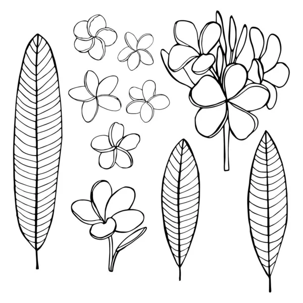 Kézzel Rajzolt Trópusi Virágok Plumeria Vektor Vázlat Illusztráció — Stock Vector