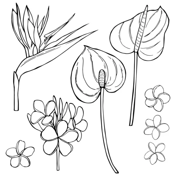 Handgezeichnete Tropische Blumen Vektorskizze Als Illustration — Stockvektor