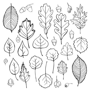 Yapraklar ve ağaç tohumları. Vektör çizimi çizimi 