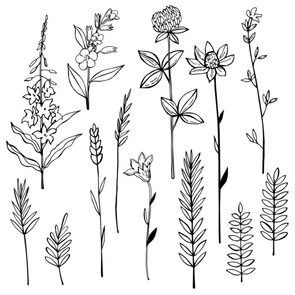 Erbe Selvatiche Disegnate Mano Fiori Schizzo Vettoriale Illustratio — Vettoriale Stock