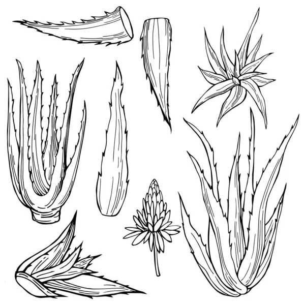 Pianta Aloe Vera Disegnata Mano Illustrazione Schizzo Vettoriale — Vettoriale Stock