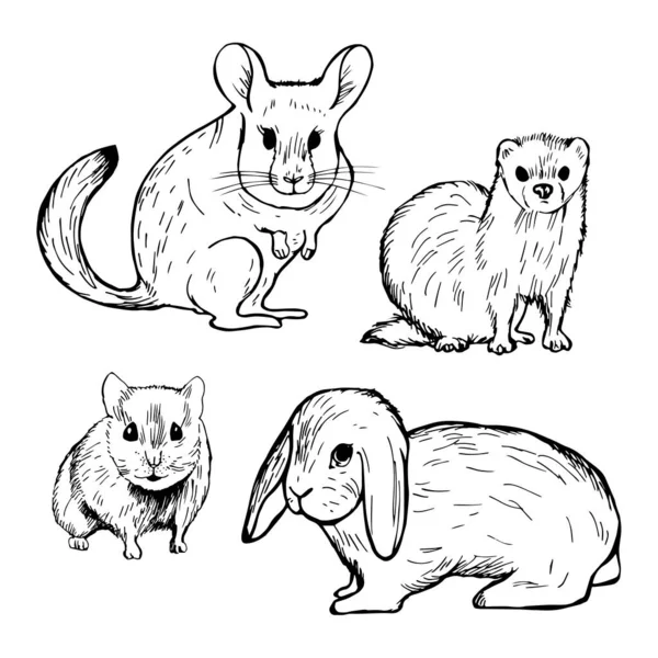 Roedores Mascotas Dibujados Mano Conejo Hámster Chinchilla Hurón Dibujo Vectorial — Archivo Imágenes Vectoriales