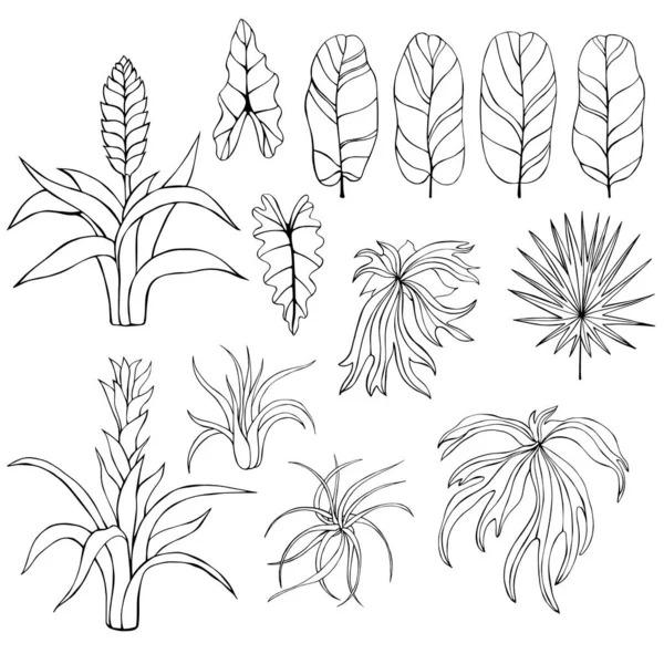 Handritade Tropiska Växter Blad Och Blommor Vektor Skiss Illustration — Stock vektor