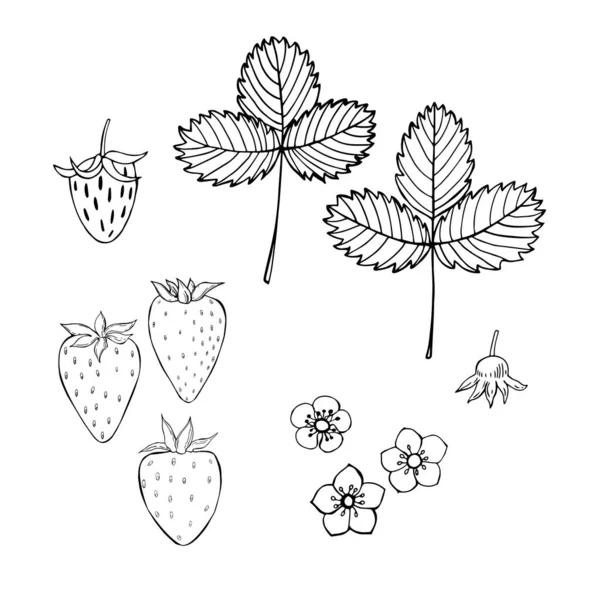 Aardbei Vruchten Bloemen Bladeren Vector Schets Illustratie — Stockvector