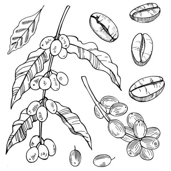 Coffee Plant Beans Vector Sketch Illustration — Stock Vector