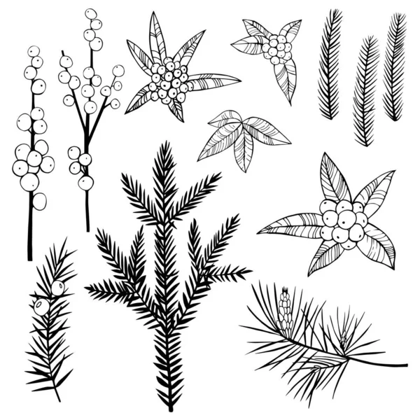 Weihnachtspflanzen Gesetzt Handgezeichnete Vektorillustration — Stockvektor