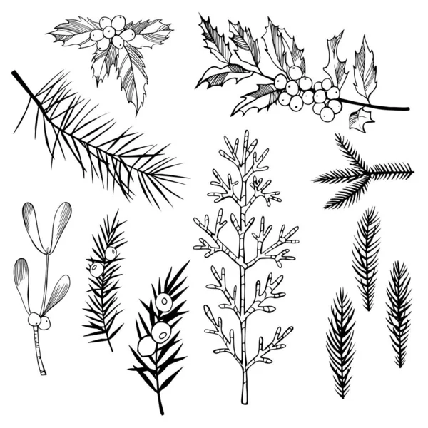 Plantes Noël Illustration Vectorielle Dessinée Main — Image vectorielle