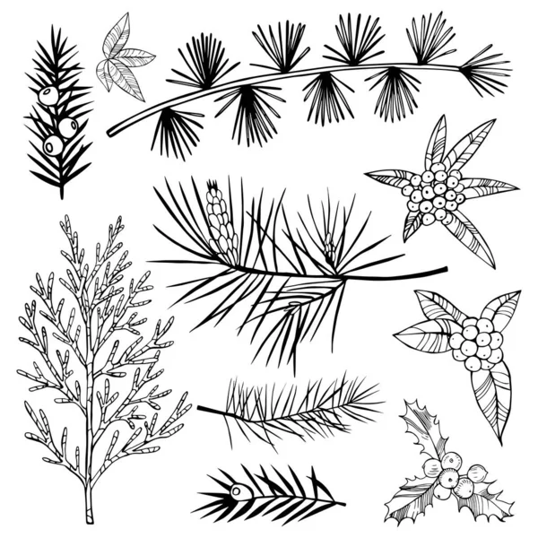 クリスマスの植物セット ベクトル手描きイラスト — ストックベクタ