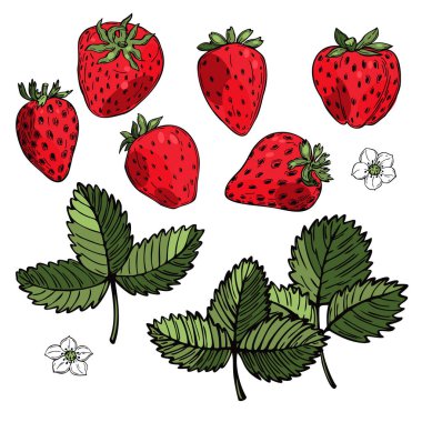 Beyaz arka planda elle çizilmiş çilek. Meyveler, çiçekler, yapraklar. Vektör çizimi çizimi 