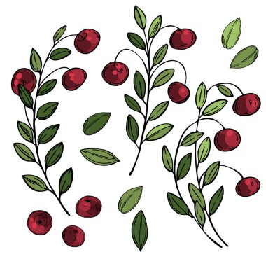 El yapımı orman meyvesi. Beyaz arka planda kızılcık. Vektör çizimi çizimi