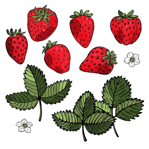 Handgezeichnete Erdbeere Auf Weißem Hintergrund Früchte Blüten Blätter Vektorskizze Als — Stockvektor