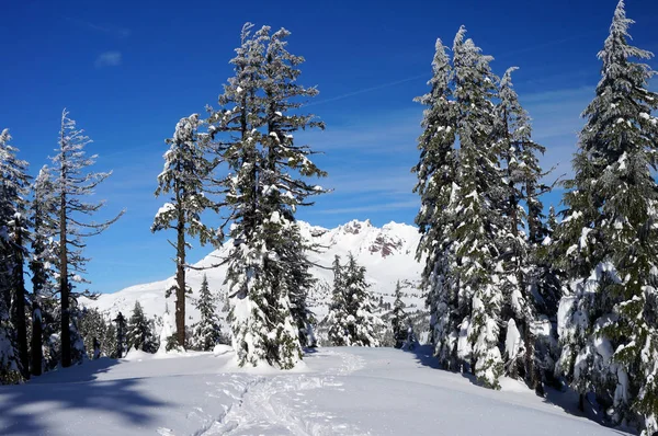 Snowy Broken Top Mountain Through the Trees in Oregon