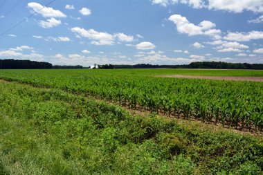 Yeni alanda Mısır satırlarla ahır içinde belgili tanımlık geçmiş çimlenme.