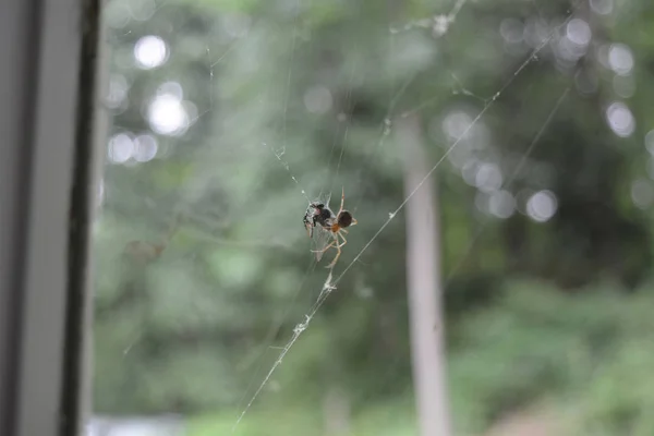 Αράχνη Κλώση Web Γύρω Συλλαμβάνονται Θήραμα — Φωτογραφία Αρχείου