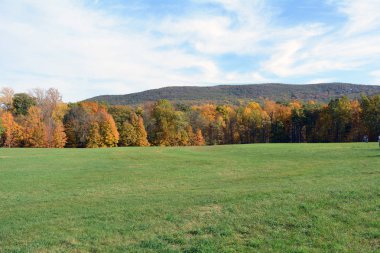 Sonbaharda yapraklar ve şehir dışında New York'ta çim