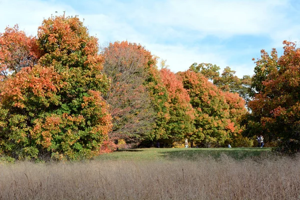 Spadek liści wiersz z drzewa w stanie Nowy Jork — Zdjęcie stockowe