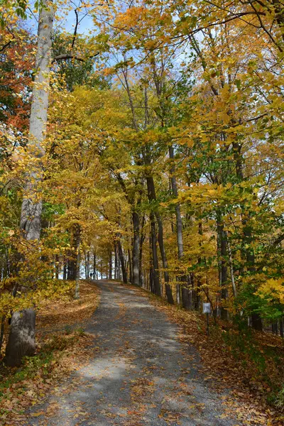 Změnit Barvy Podzim Listnatých Stromů Jako Listy New Yorku — Stock fotografie