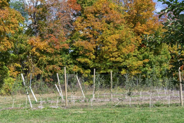 Fall Foliage Trees Next Farm — Stock fotografie