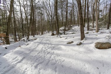 New York Harriman Eyalet Parkı 'ndaki Ormanda Kar Kapalı Yol