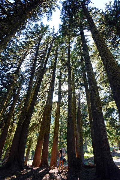 Mulher Olhando Para Cima Dossel Árvore Bosque Árvores Cânhamo — Fotografia de Stock