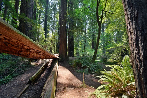 Split Log Fallen Redwood Tree Redwood Forest Northern California Avenue — Stok Foto