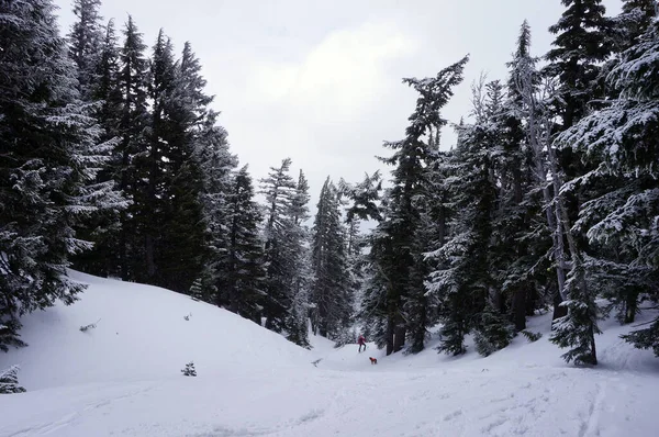 Backcountry Esquí Fuera Tilly Jane Trail Mount Hood Oregon — Foto de Stock