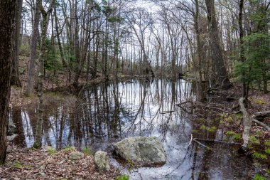 New York 'un yukarısındaki Ormanda Gölet