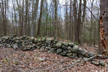 Ormandaki Kurumuş Taş Duvar