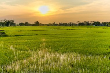 alanları ile akşam gökyüzü Güzel mavi gökyüzü ile Pirinç alanı görüntülemek