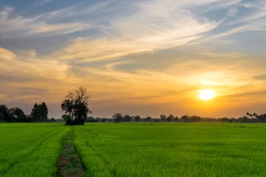 Yeşil pirinç çeltik tarlaları ve büyüyen ağaçlar. 