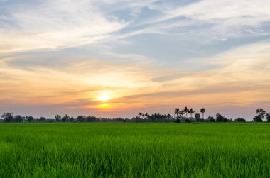 Yeşil pirinç çeltik tarlaları ve büyüyen ağaçlar. ve doğa hissediyorum.