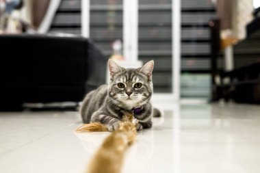 portre sevimli küçük Amerikalı stenografi kedi .