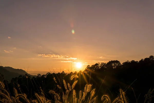 View Golden grass flowers with sunlight. — Stock Photo, Image