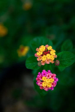 Çiçek çit çiçek veya Lantana çiçek ve otlar.