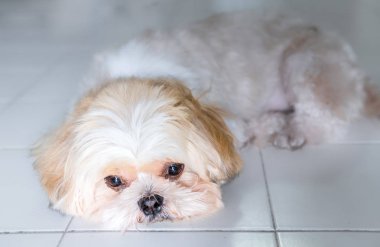 Yalnız köpek uyur.