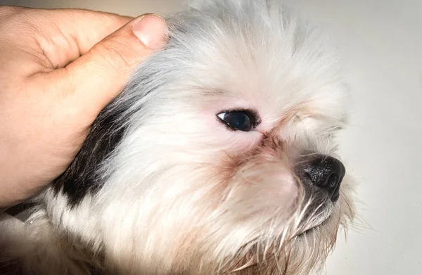 Dê amor e cuidado aos nossos animais de estimação . — Fotografia de Stock