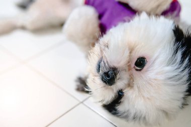 Evde beslenen hayvan köpek sevimli ve eğlenceli
