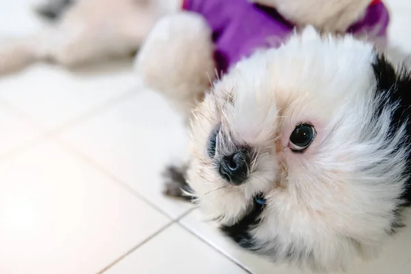 Cães de estimação são bonitos e brincalhão — Fotografia de Stock