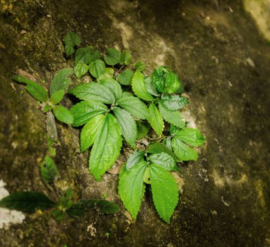 Büyük yaprakları ve yeşil