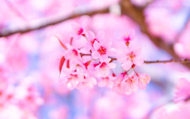 Güzel vahşi Himalaya Cherry Blossom çiçek