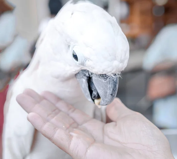 Beautiful white parrot — Stock Photo, Image