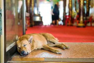 köpek kapı engelleme.