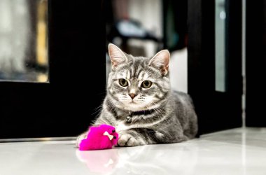 Şirin küçük kedi Amerikalı stenografi