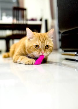 Şirin küçük kedi Amerikalı stenografi