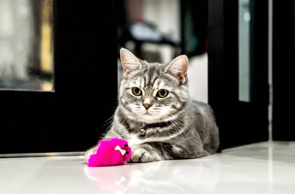 Gatinho bonito American Shorthair — Fotografia de Stock