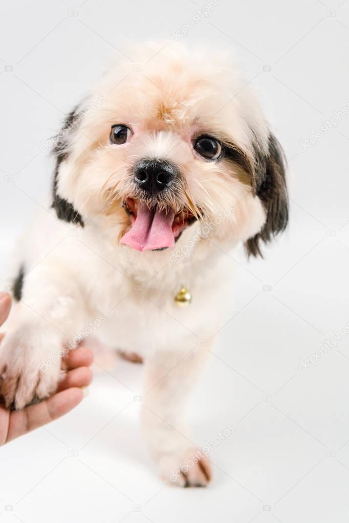 shih tzu dog standing on the hand and look cute.