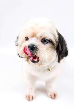 Küçük köpek dili shih-tzu olduğunu.