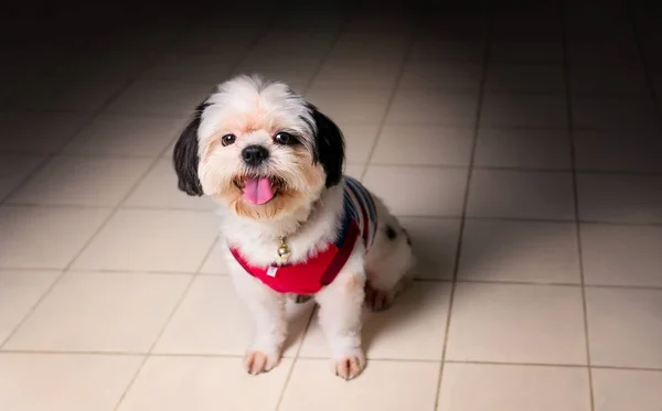 Liten hund söker — Stockfoto